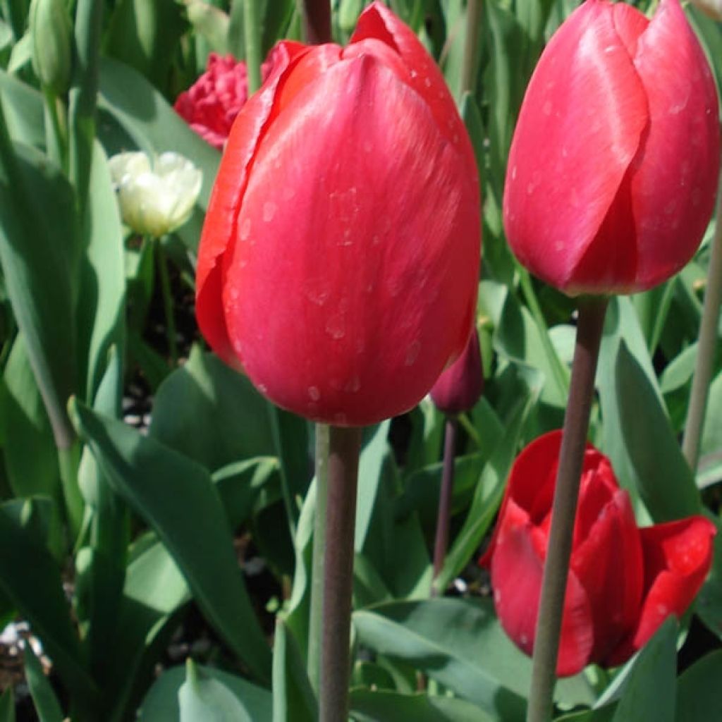 Tulipa Bastogne - Triumph Tulip