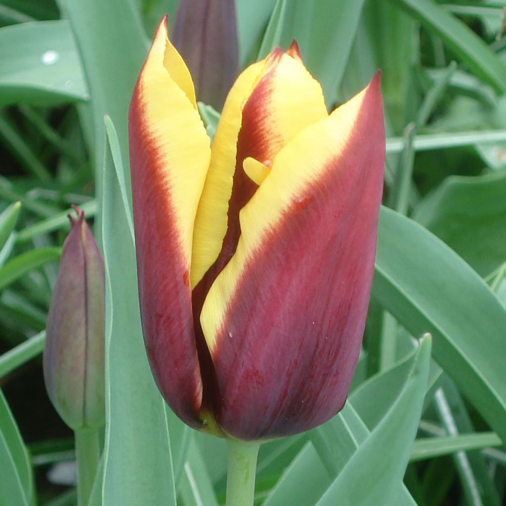 Tulipa Gavota - Triumph Tulip
