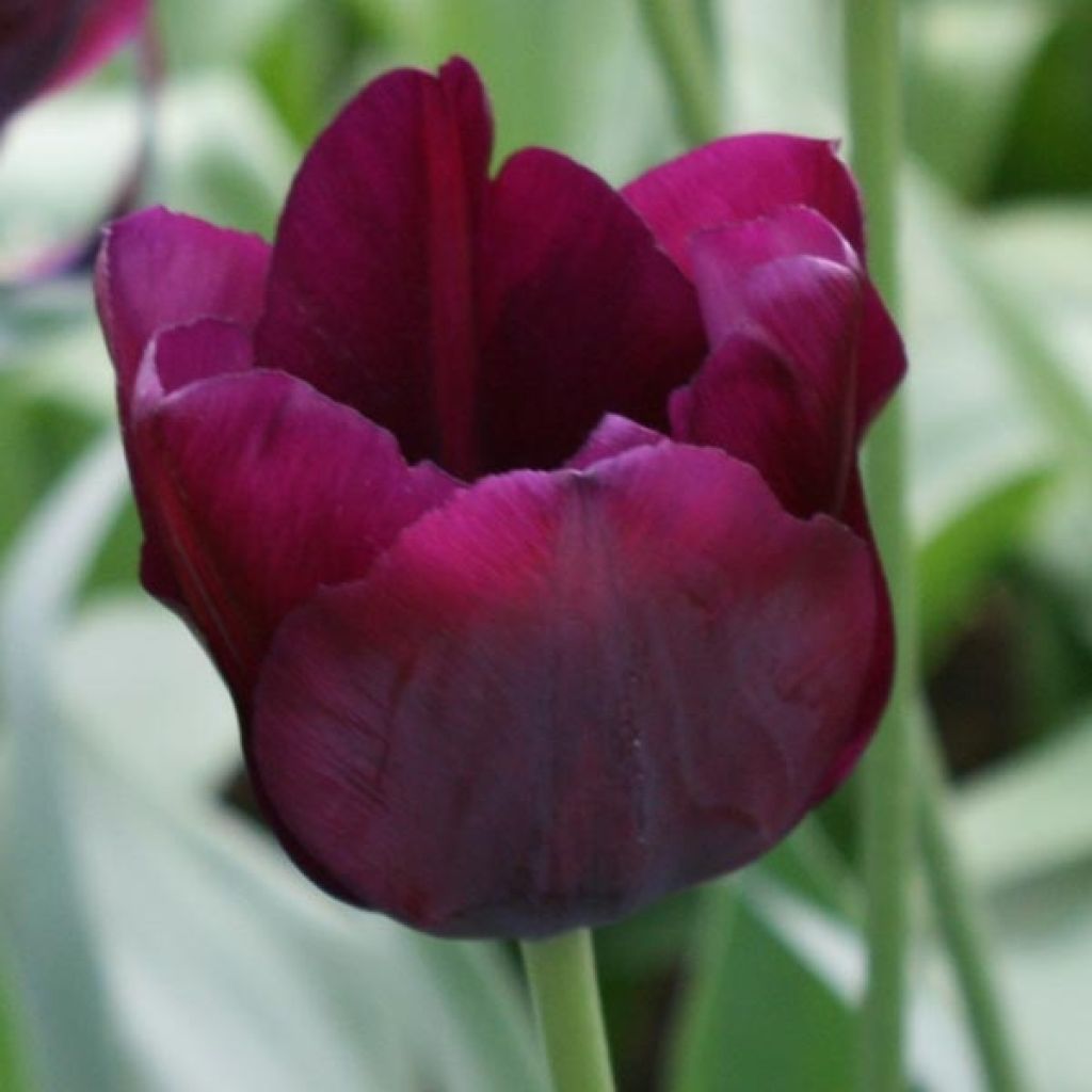 Tulipa Ronaldo - Triumph Tulip