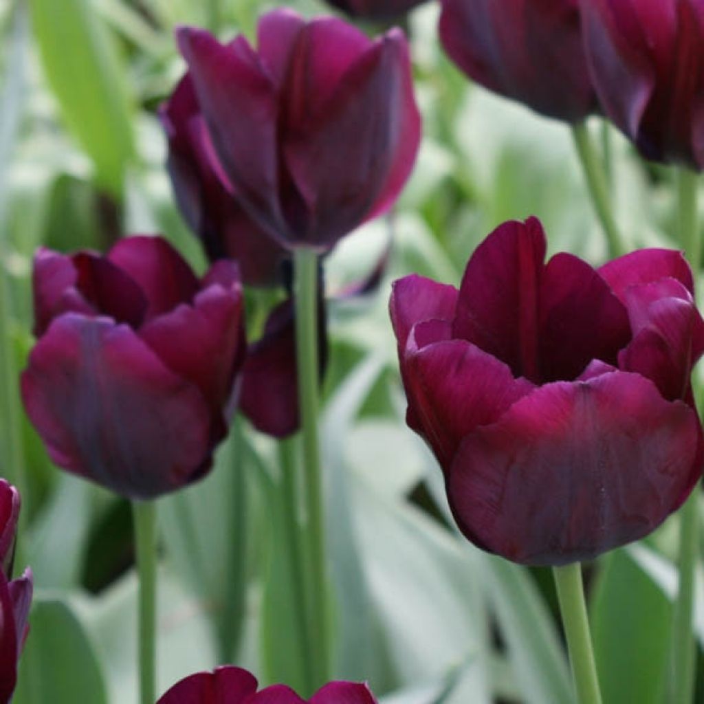 Tulipa Ronaldo - Triumph Tulip