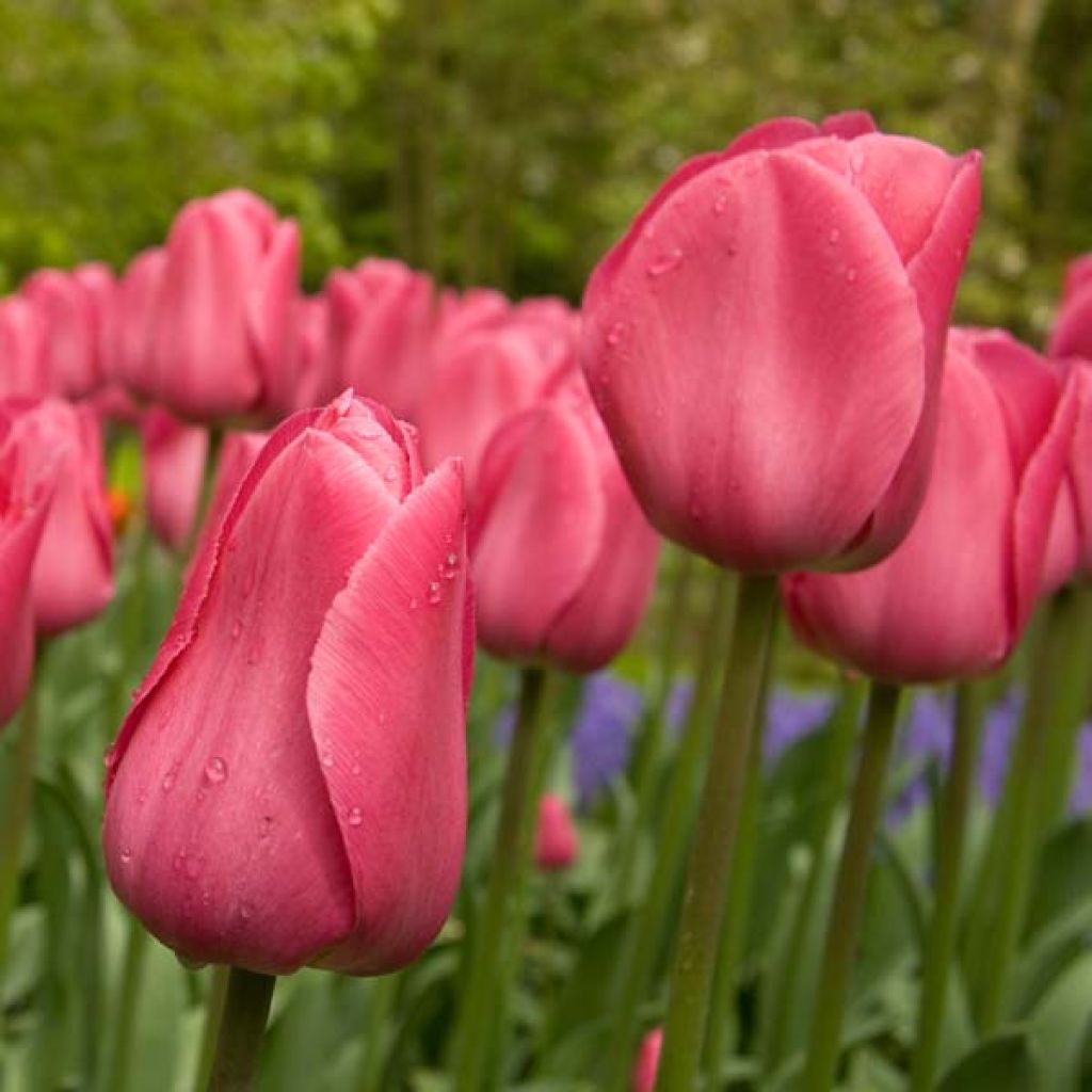 Tulipa Barcelona