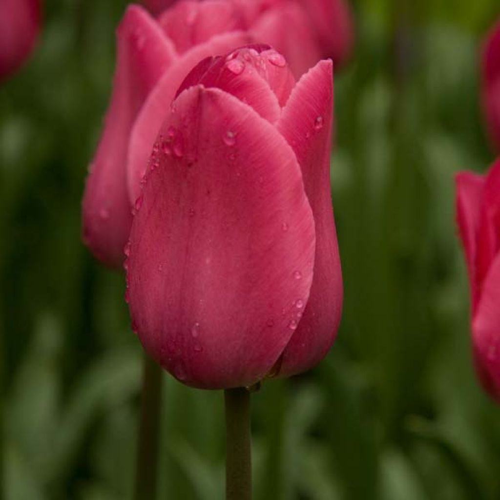 Tulipa Barcelona