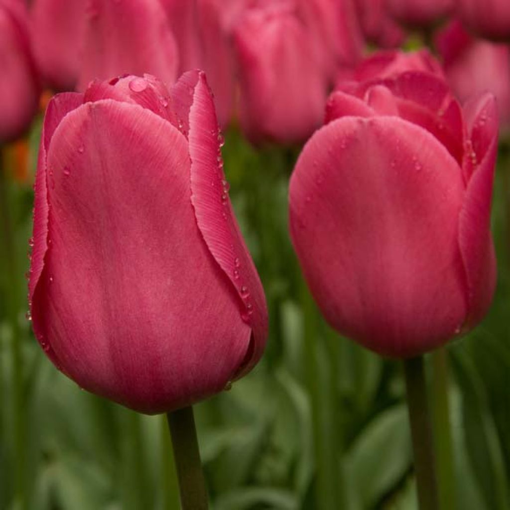 Tulipa Barcelona