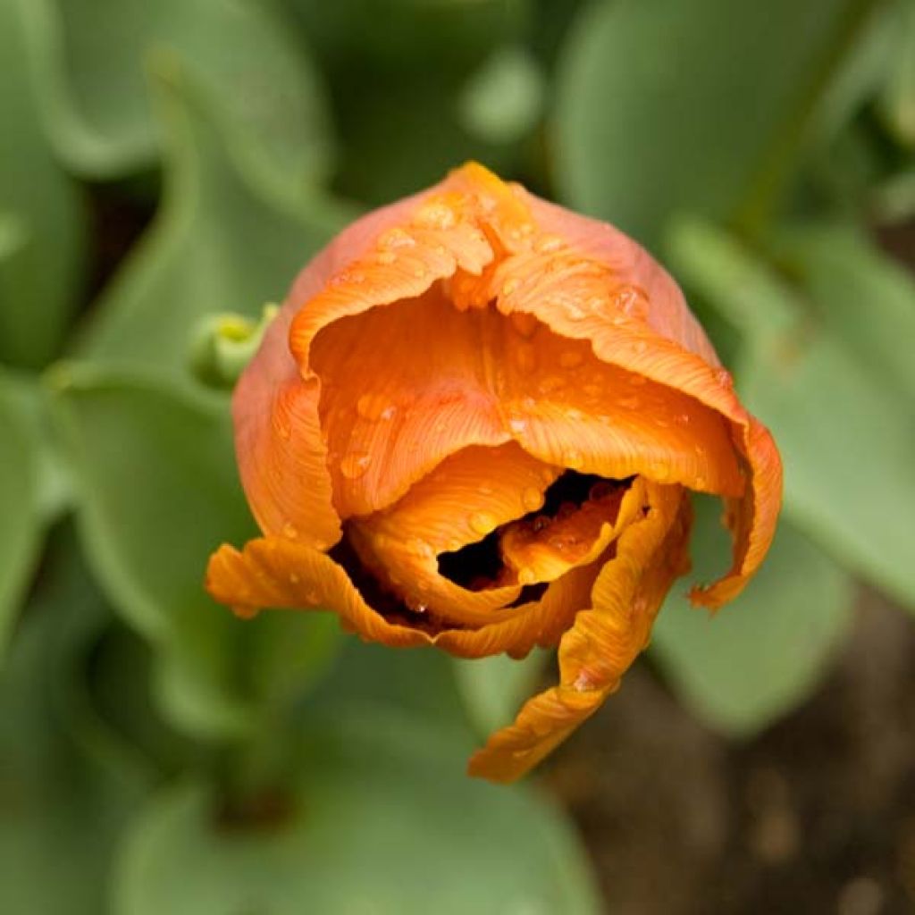 Tulipa Cairo
