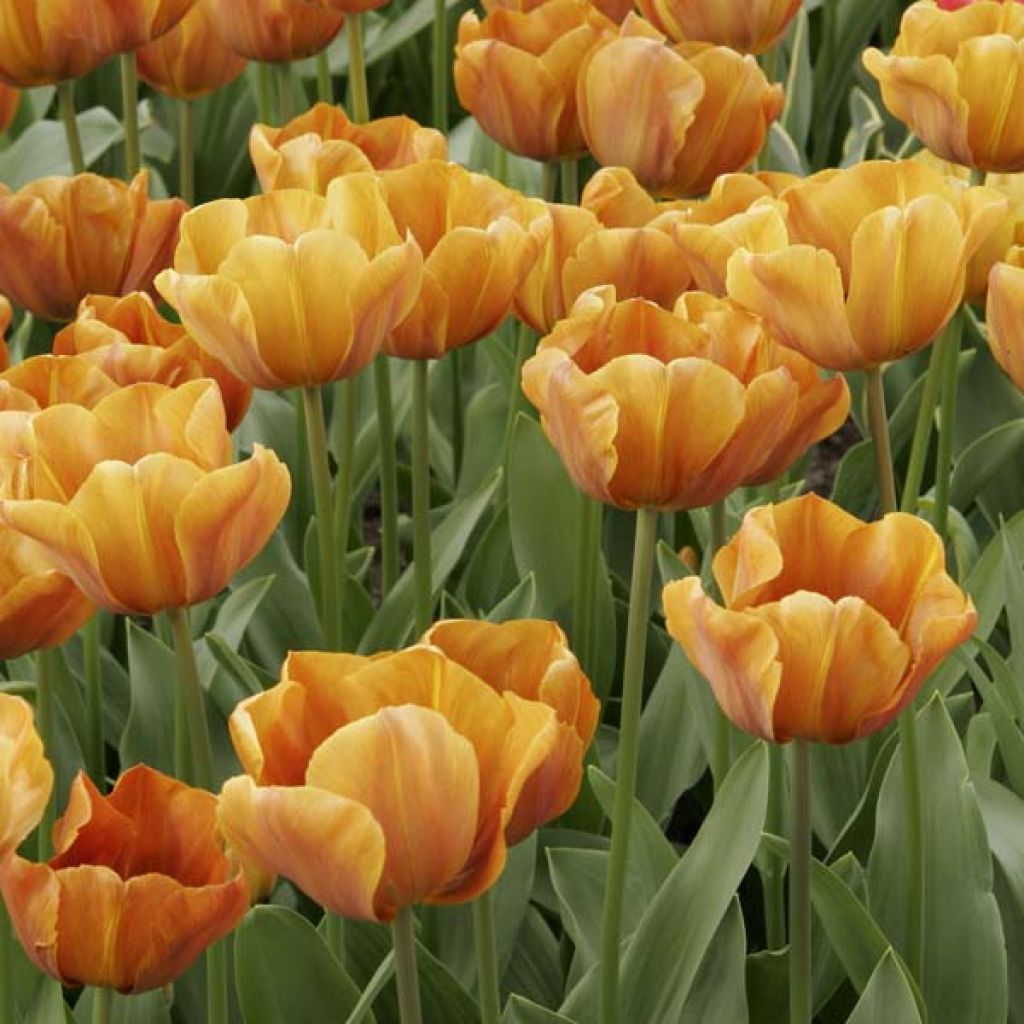 Tulipa Cairo