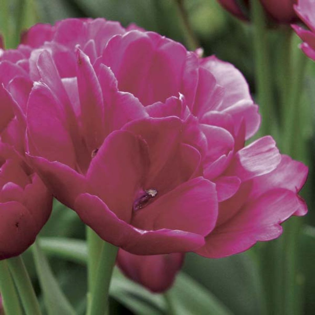Tulipa Happy Family - Mutliple flowering Tulip