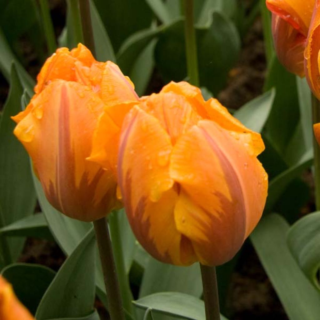 Tulipa Triumph Princesse Irene
