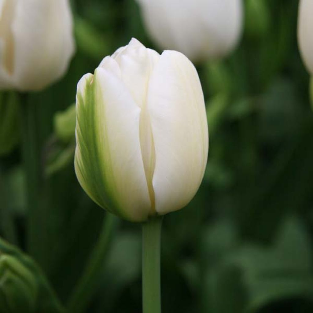 Tulipa Weisse Berliner - Mutliple flowering Tulip