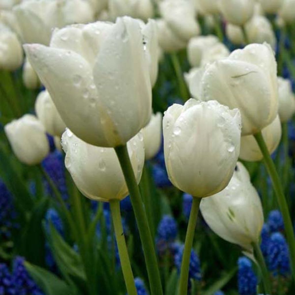 Tulipa Weisse Berliner - Mutliple flowering Tulip