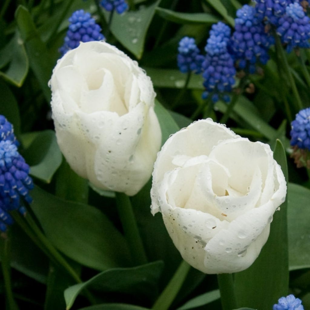 Tulipa 'Calgary'