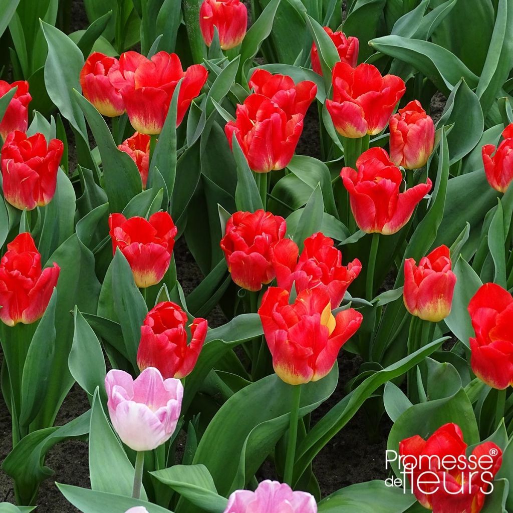 Tulipa Match - Triumph Tulip
