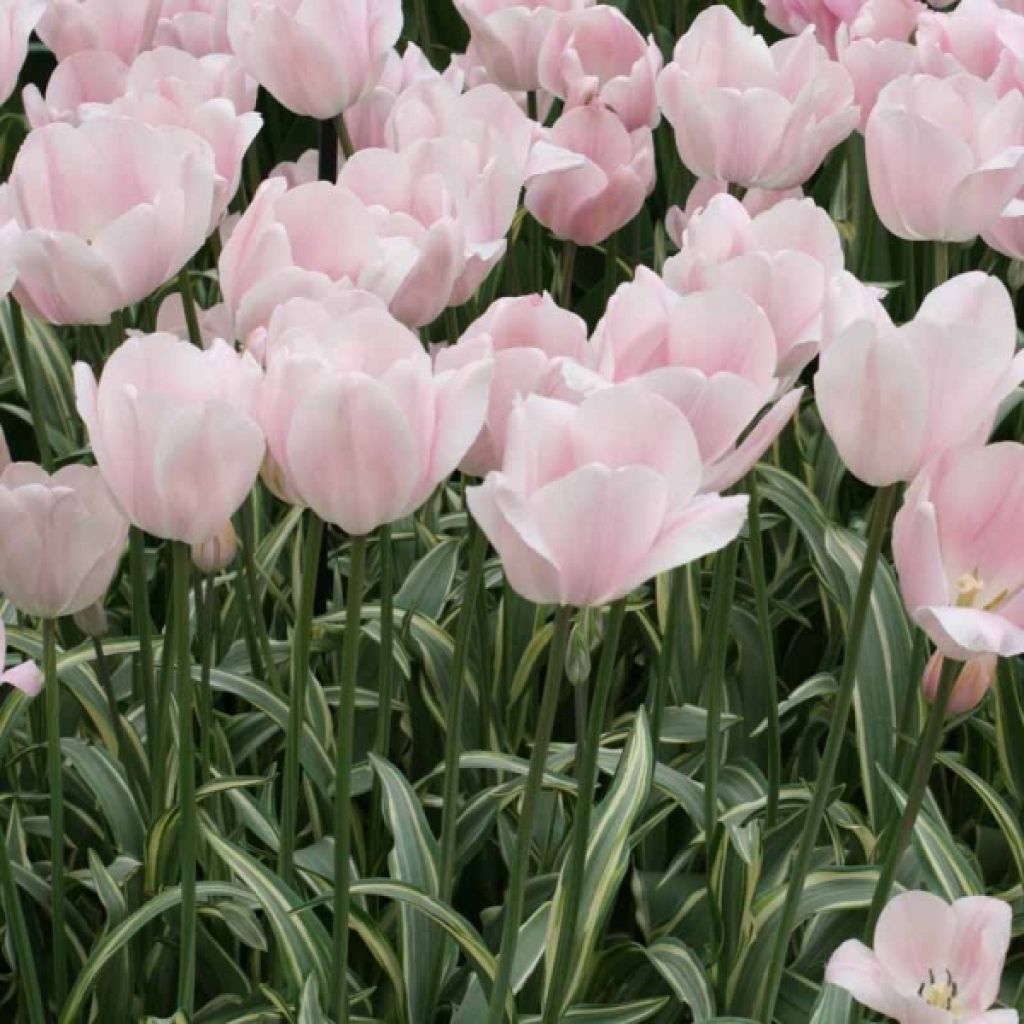 Tulipa Tropical Lady - Triumph Tulip