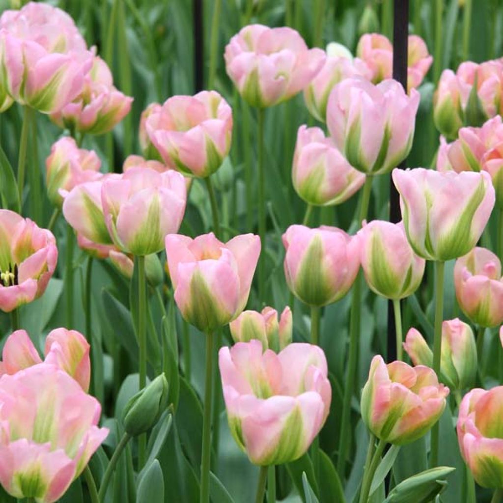 Tulipa viridiflora Greenland