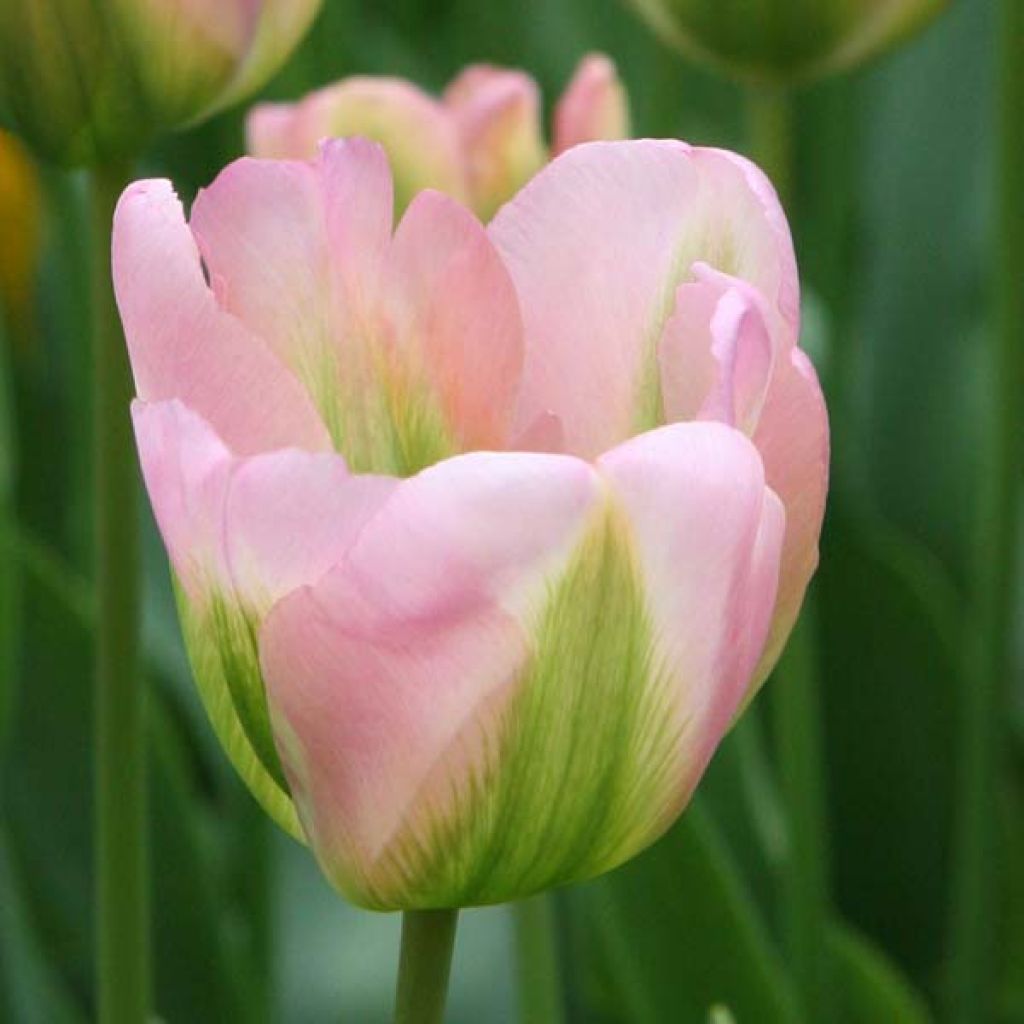 Tulipa viridiflora Greenland