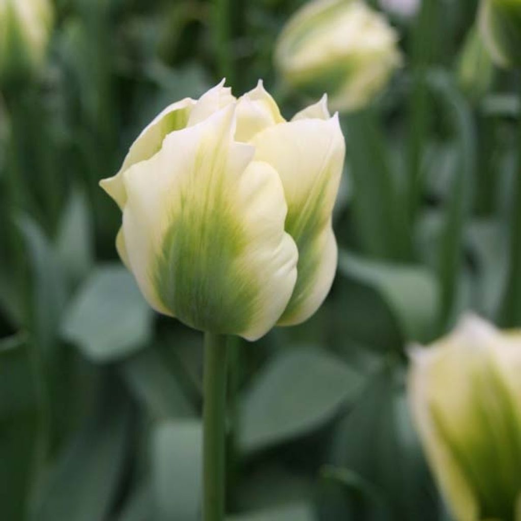 Tulipa viridiflora Spring Green