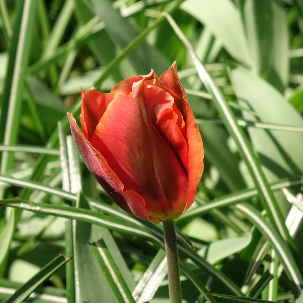 Tulipa viridiflora Artist