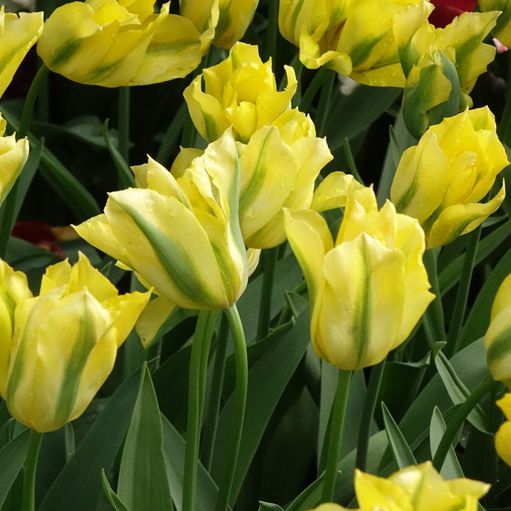 Tulipa viridiflora Yellow Spring Green