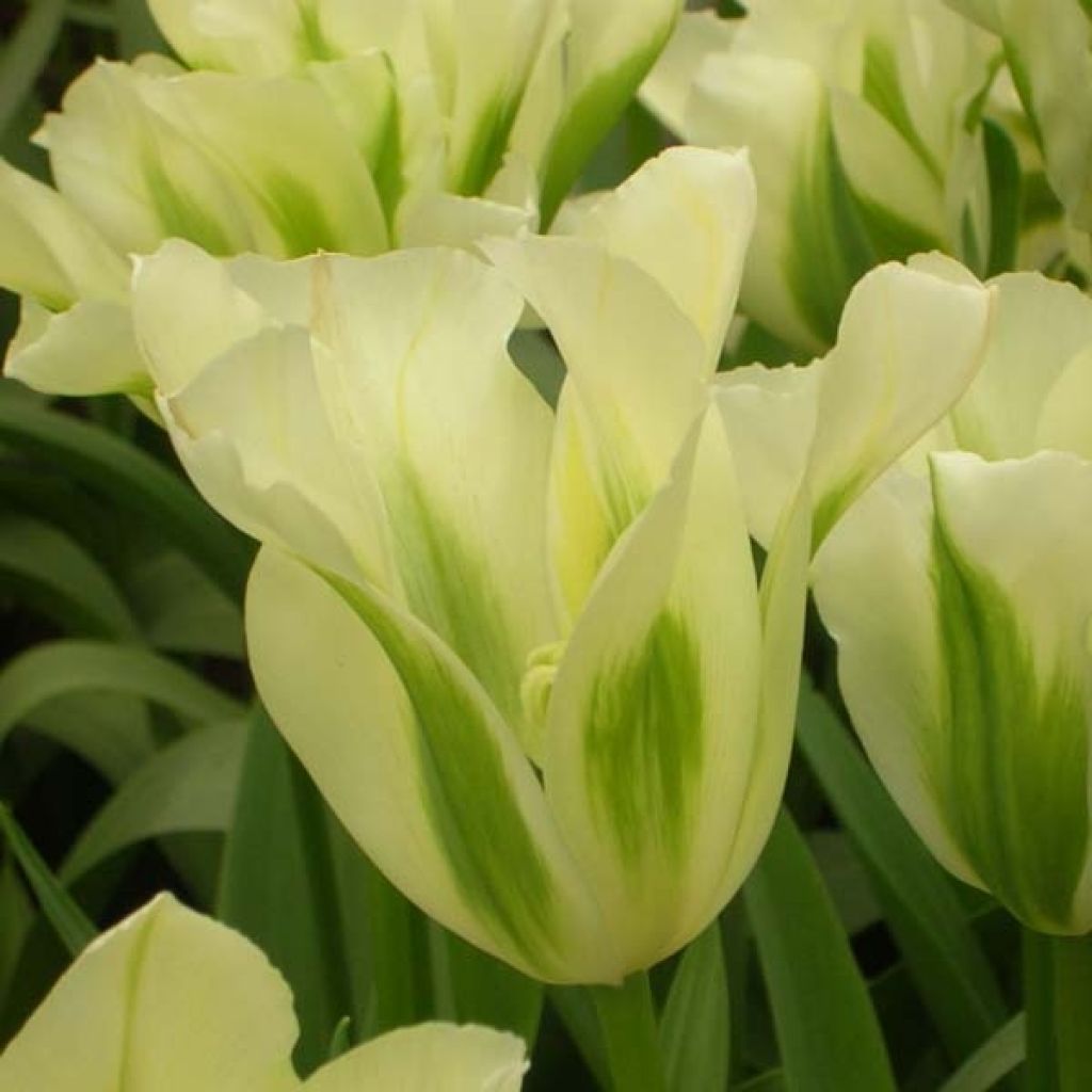 Tulipa viridiflora Spring Green
