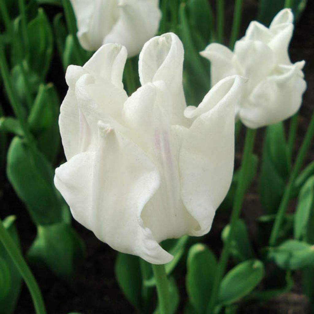 Tulipa White Liberstar - Triumph Tulip