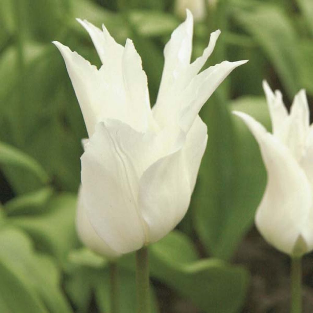 Tulipa White Triumphator