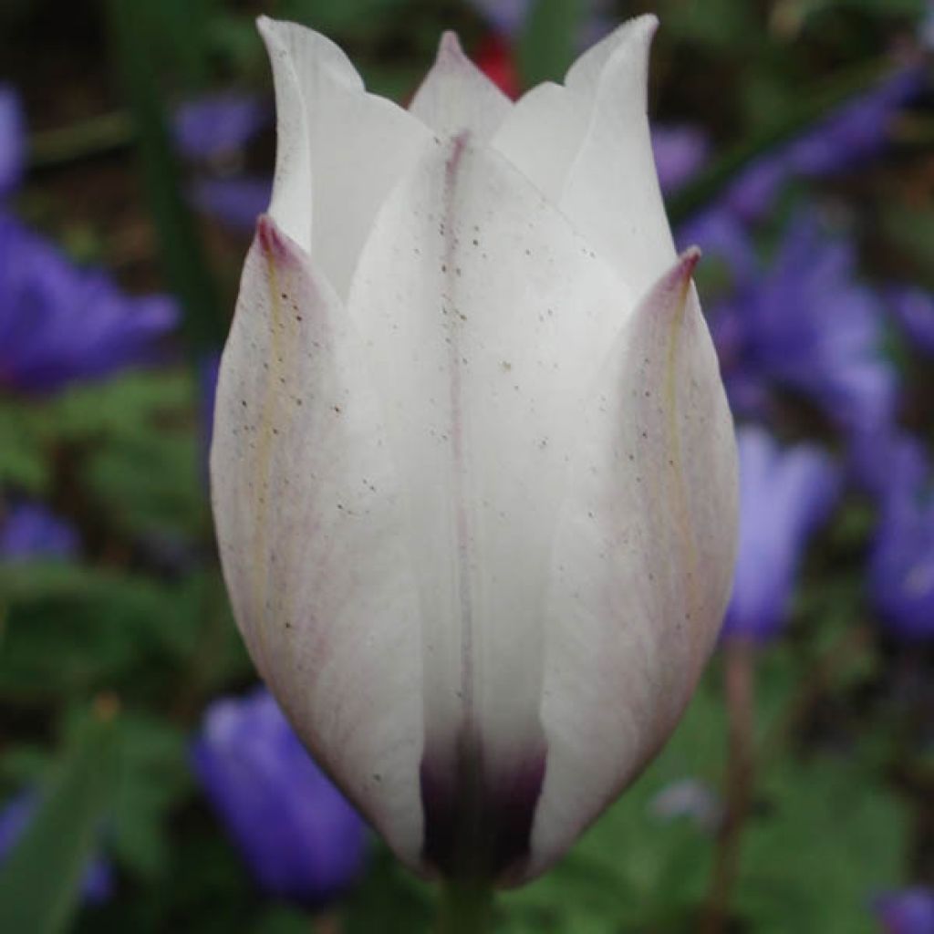 Tulipa Albocaerula Oculata Group