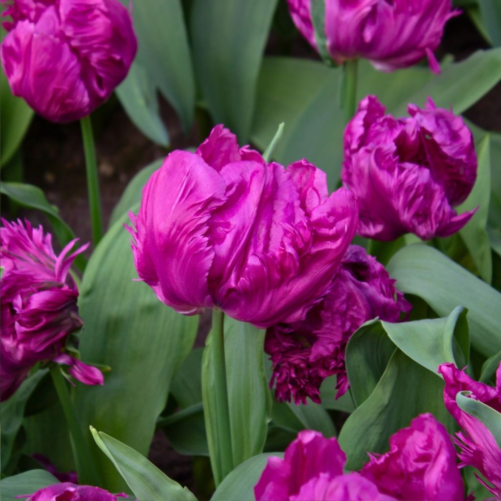 Tulipa Parrot Prince -  Parrot Tulip