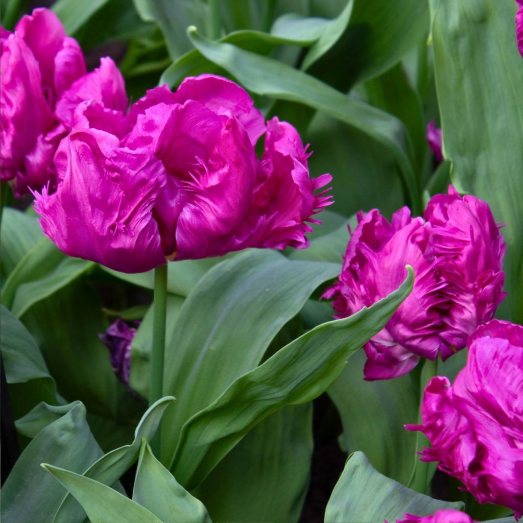 Tulipa Parrot Prince -  Parrot Tulip