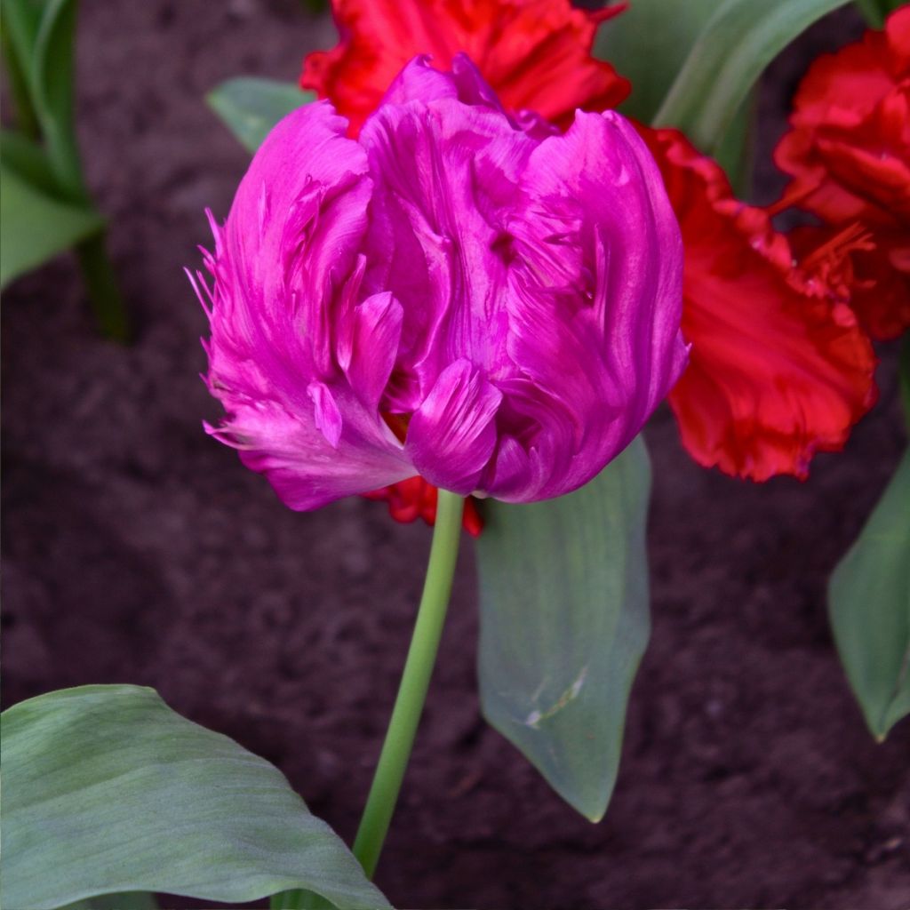 Tulipa Parrot Prince -  Parrot Tulip