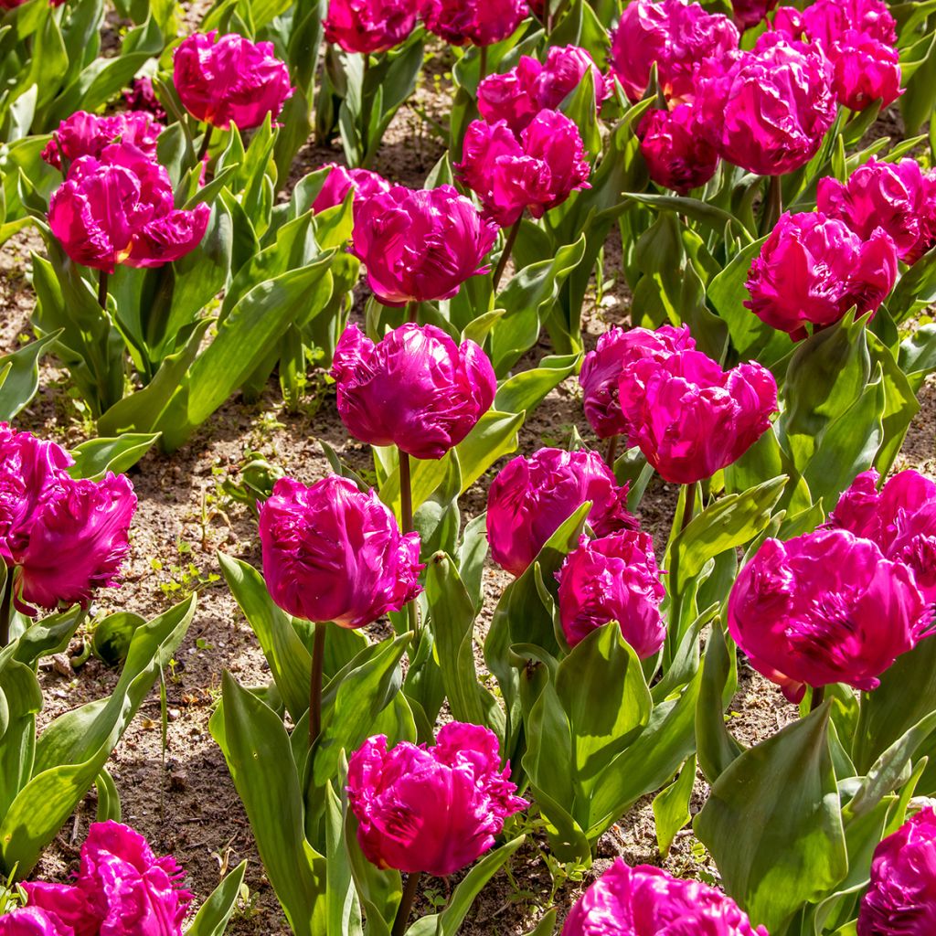 Tulipa Parrot Prince -  Parrot Tulip