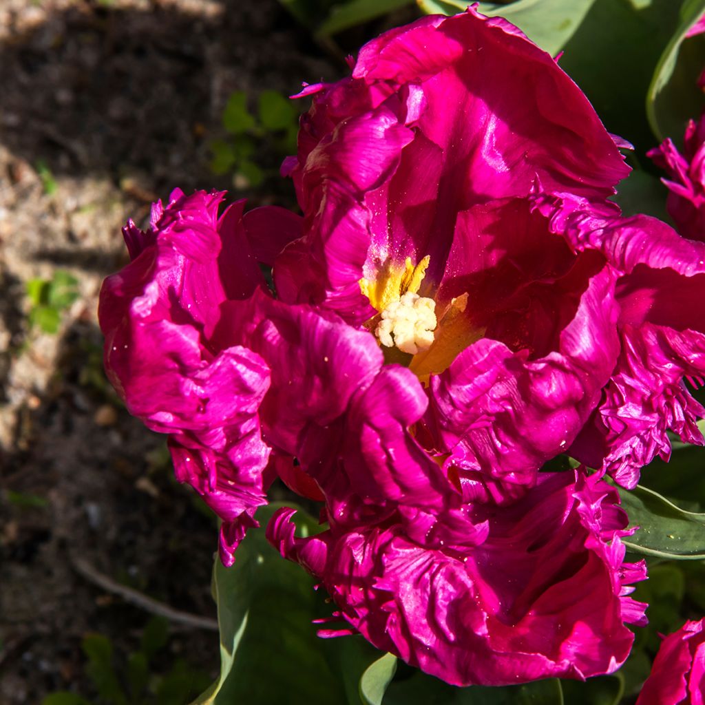 Tulipa Parrot Prince -  Parrot Tulip
