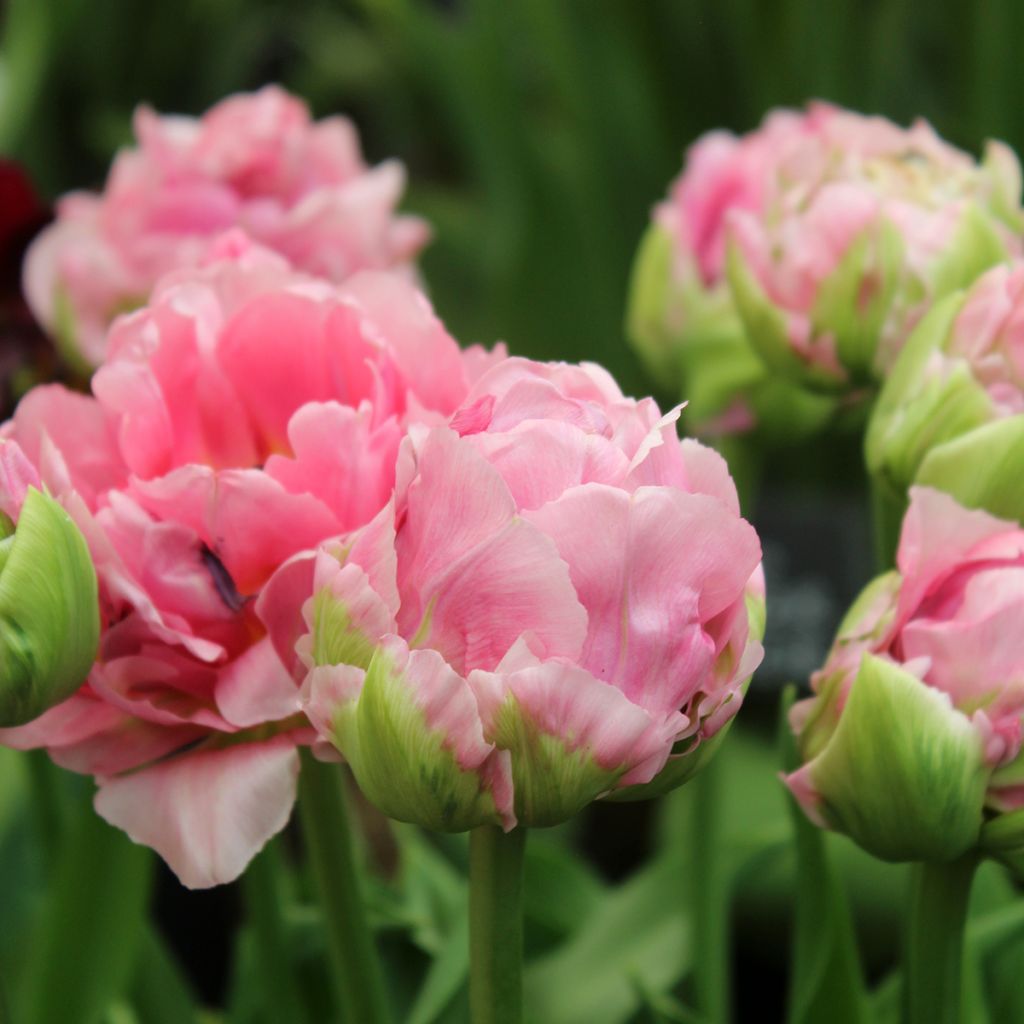 Tulipa Double Arosa - Late double tulip