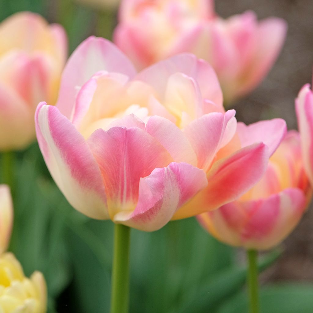 Tulipa Crème Upstar - Double late tulip