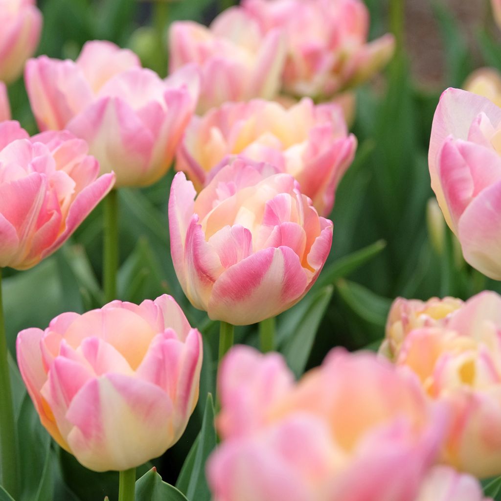 Tulipa Crème Upstar - Double late tulip