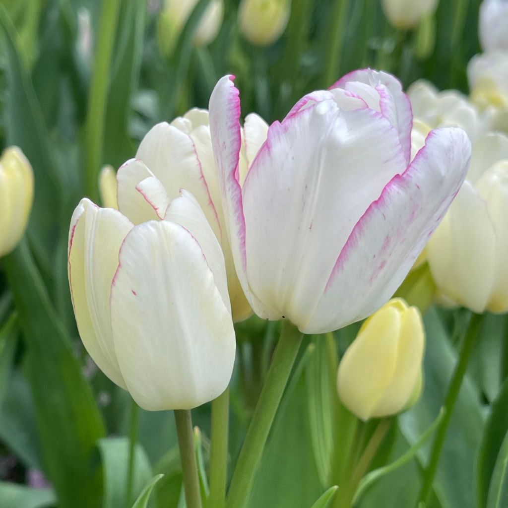 Tulipa Emilie - Multi-stemmed single late tulip