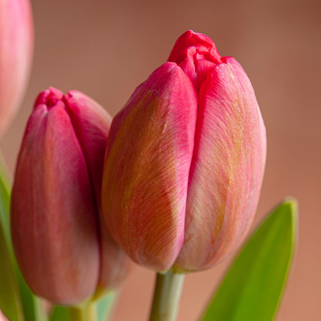 Tulipa Happy Family - Mutliple flowering Tulip