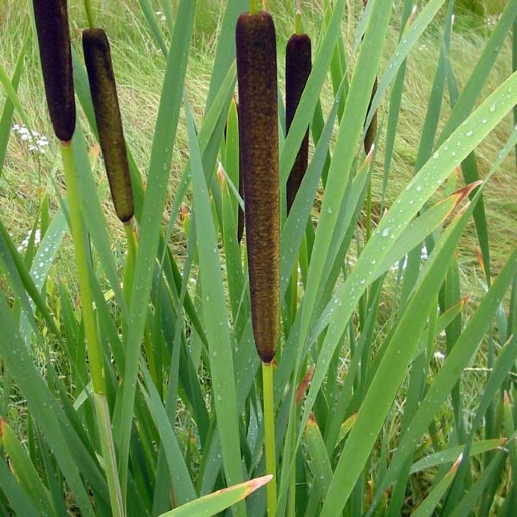 Typha latifolia - Cattail