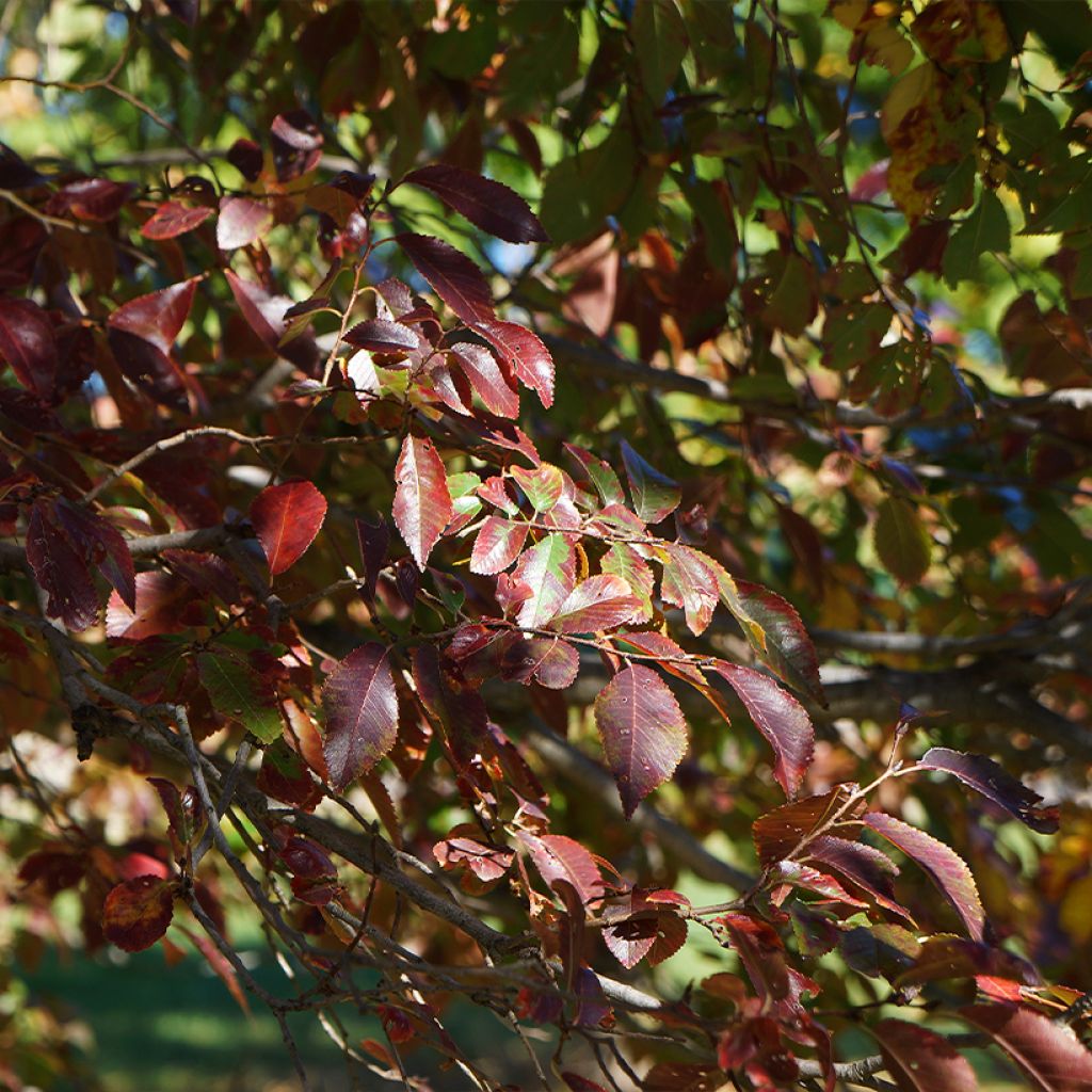 Ulmus parviflora Frontier - Elm