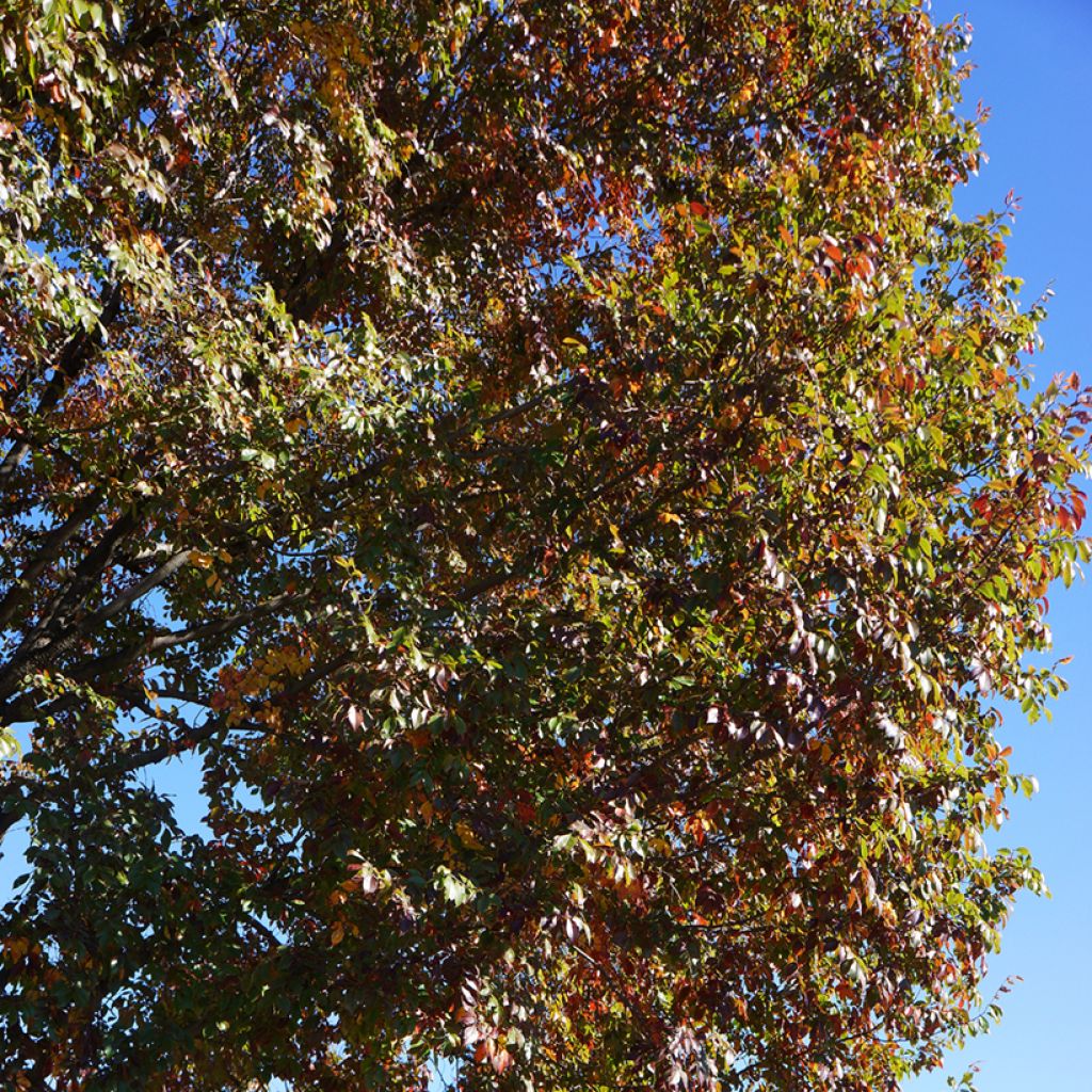 Ulmus parviflora Frontier - Elm