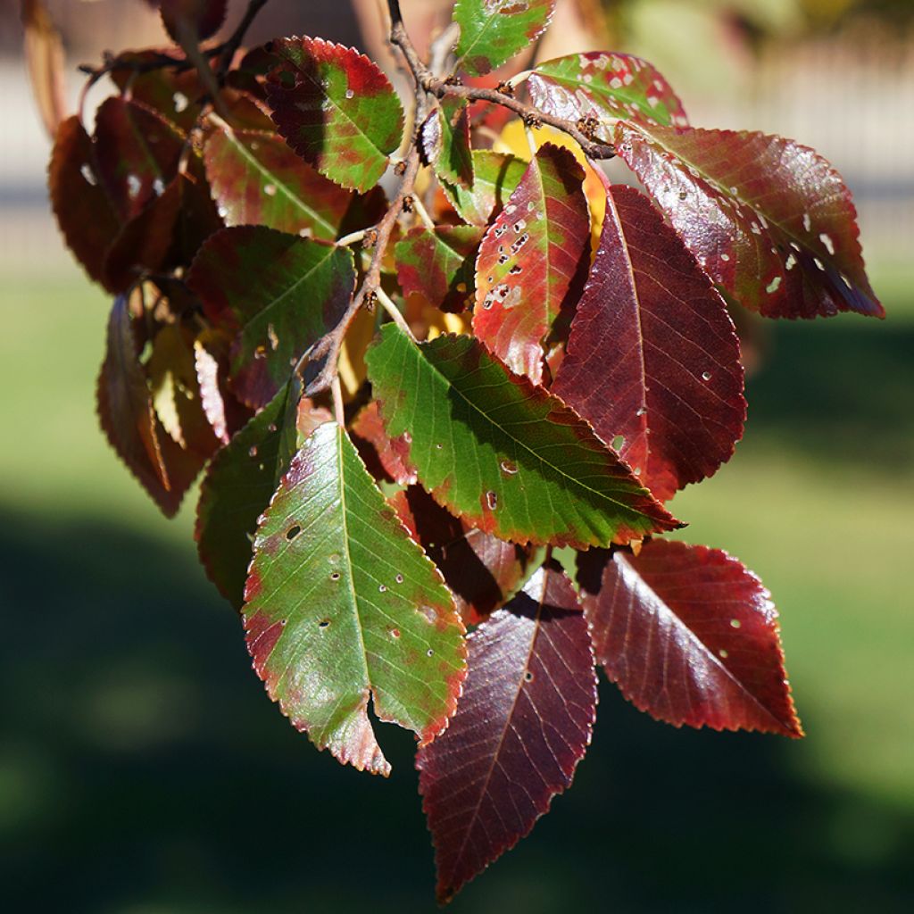 Ulmus parviflora Frontier - Elm