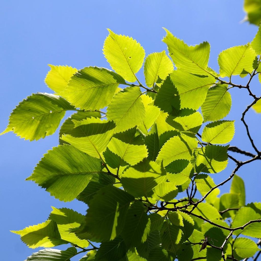 Ulmus carpinifolia Pendula - Elm