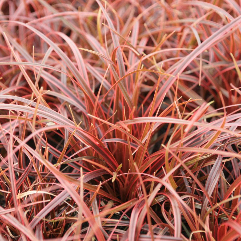 Uncinia rubra Belindas Find