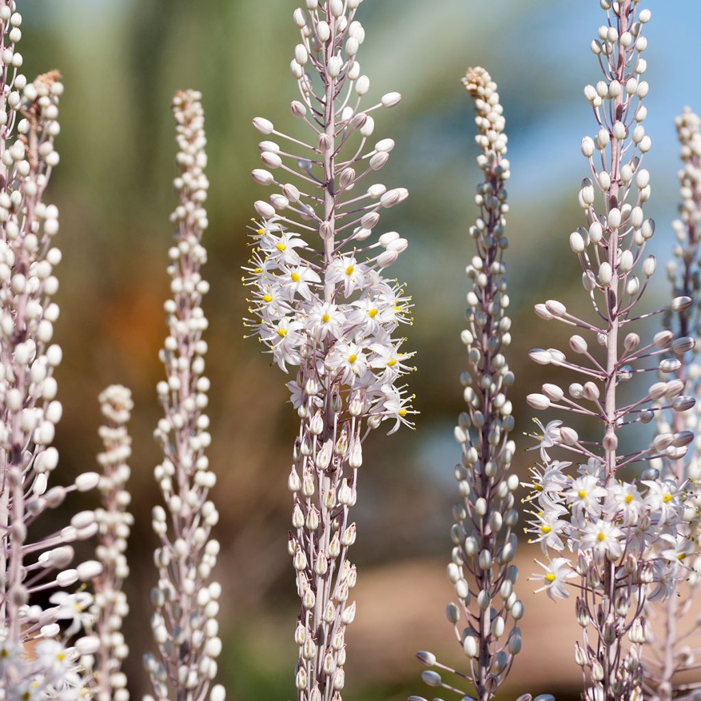 Urginea maritima - Sea squill