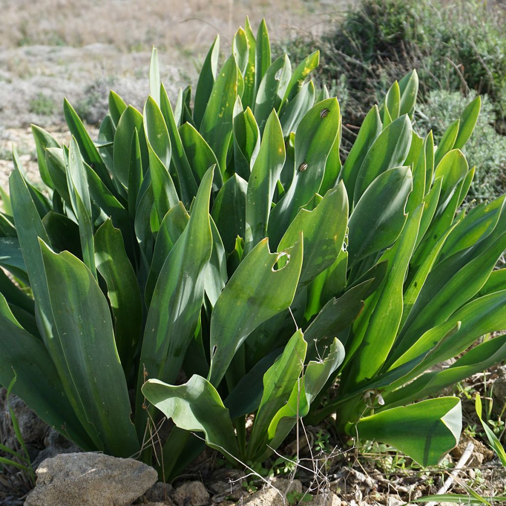 Urginea maritima - Sea squill