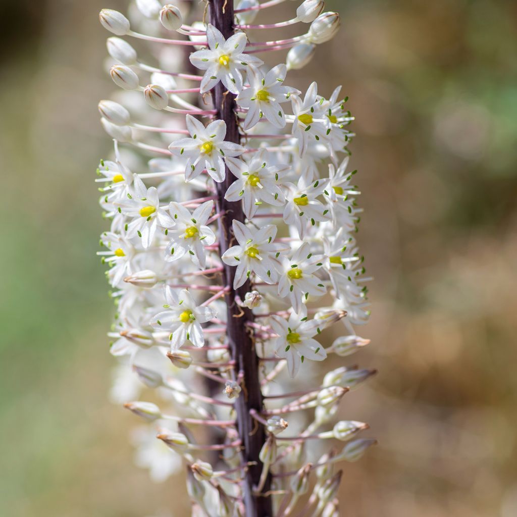 Urginea maritima - Sea squill