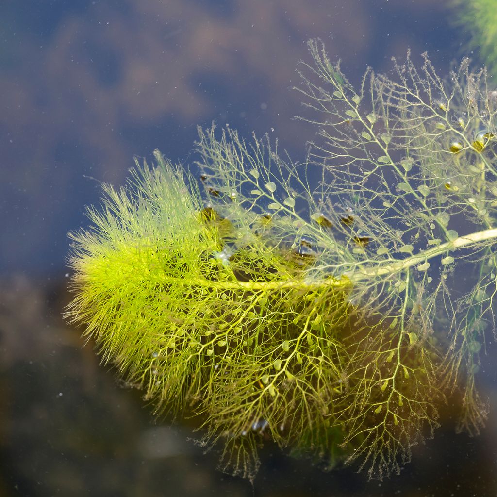Utricularia vulgaris - Greater Bladderwort