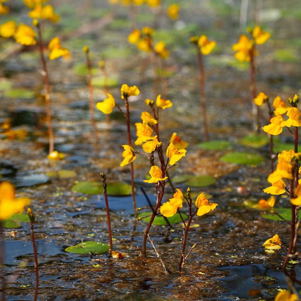 Utricularia vulgaris - Greater Bladderwort