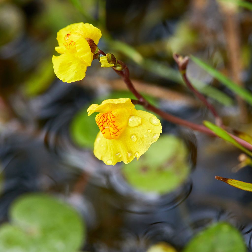 Utricularia vulgaris - Greater Bladderwort