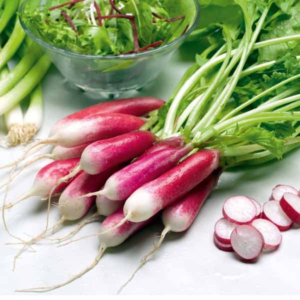 French Breakfast Organic Radish
