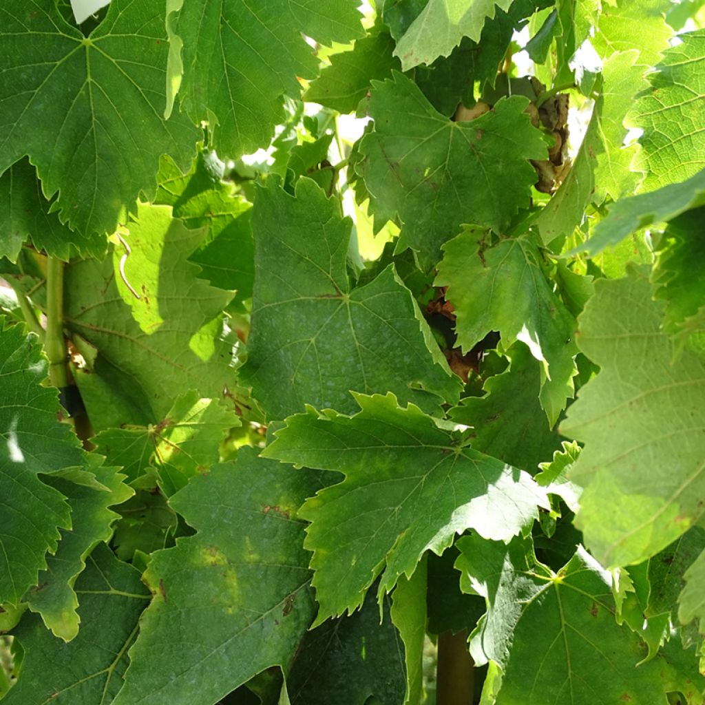 Alphonse Lavallée Vine - Vitis vinifera