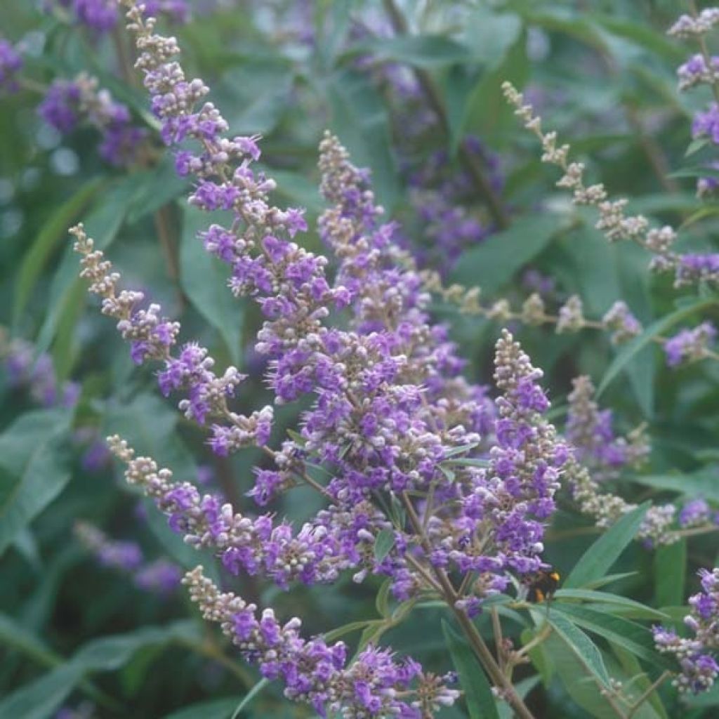 Vitex agnus-castus f. latifolia - Chaste Tree